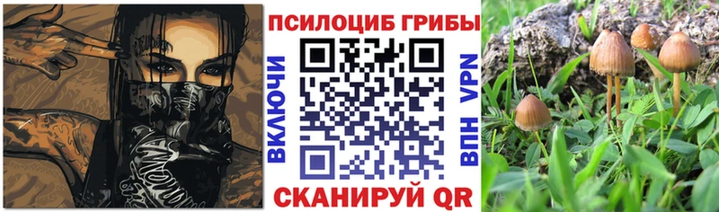 наркота  Щёкино  Галлюциногенные грибы MAGIC MUSHROOMS 